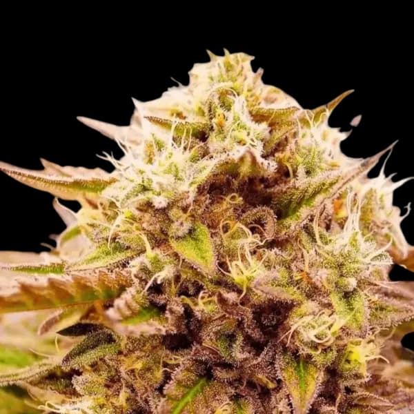 Med. Cannabis