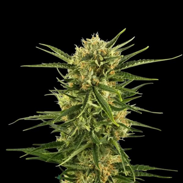 Med. Cannabis