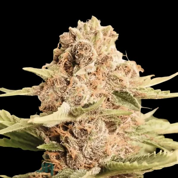 Med. Cannabis