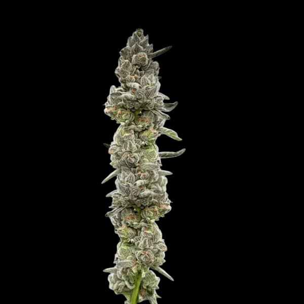 Med. Cannabis