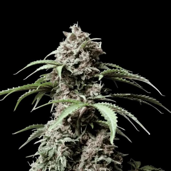 Med. Cannabis