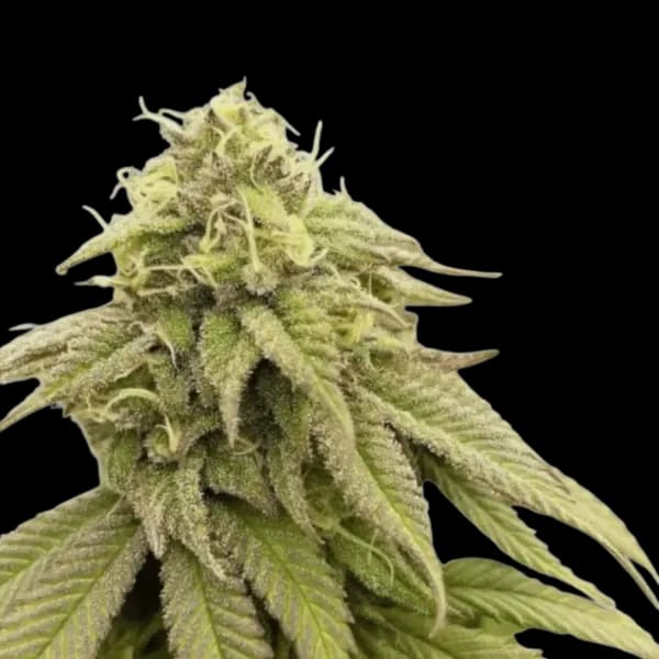 Med. Cannabis