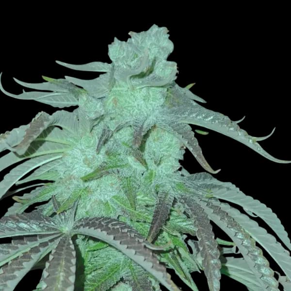 Med. Cannabis