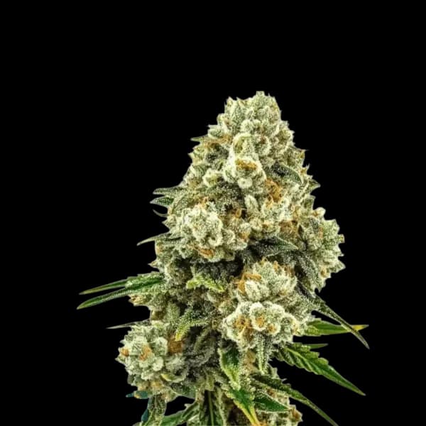 Med. Cannabis