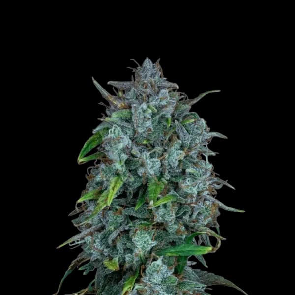 Med. Cannabis