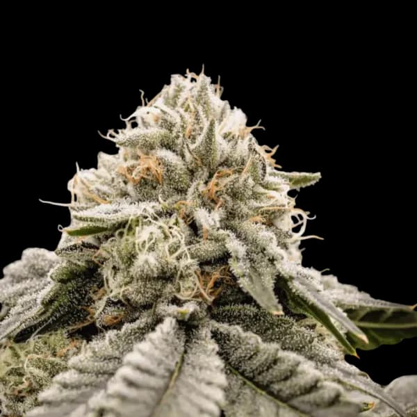 Med. Cannabis
