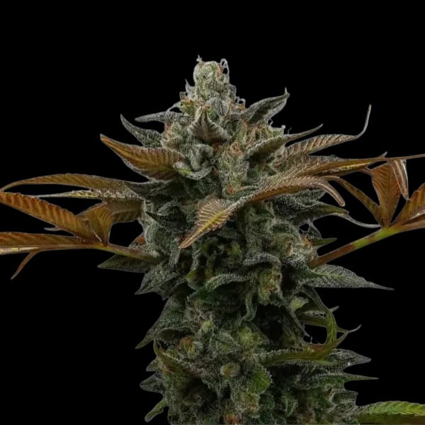 Med. Cannabis