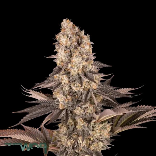 Med. Cannabis