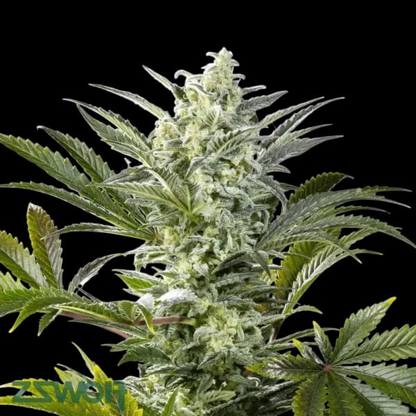 Med. Cannabis