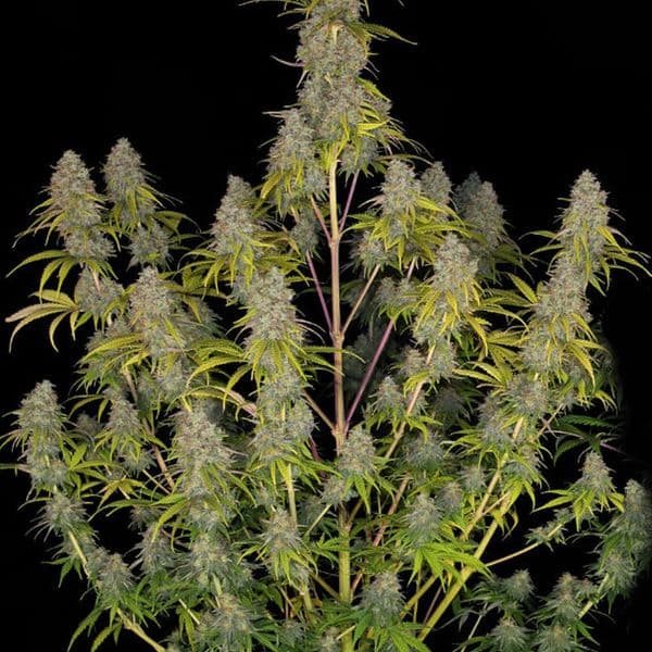 Med. Cannabis