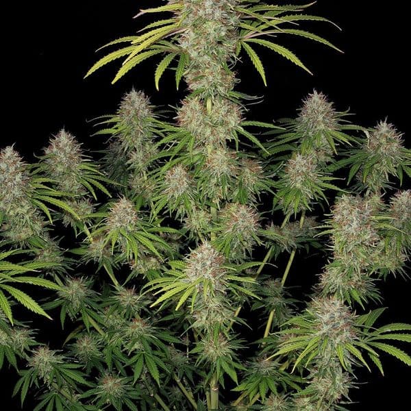 Cannabis der Sorte Amnesia Haze F1 Auto
