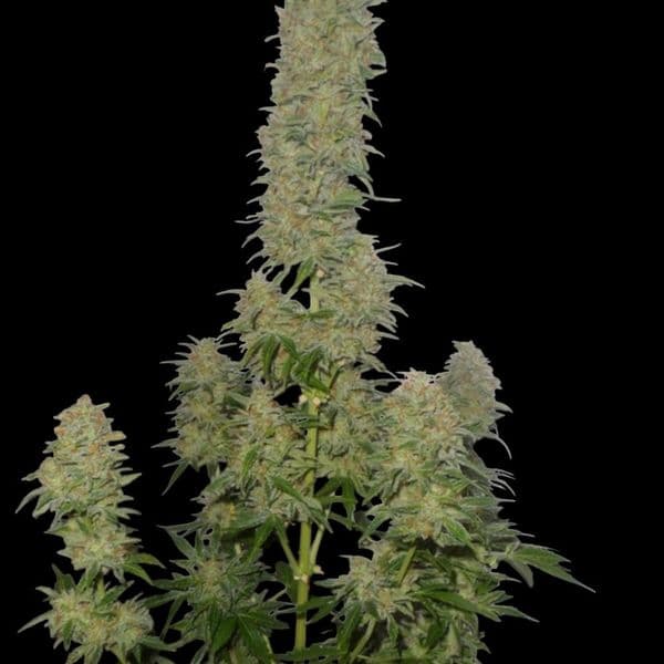Cannabis der Sorte Auto Afghani F1