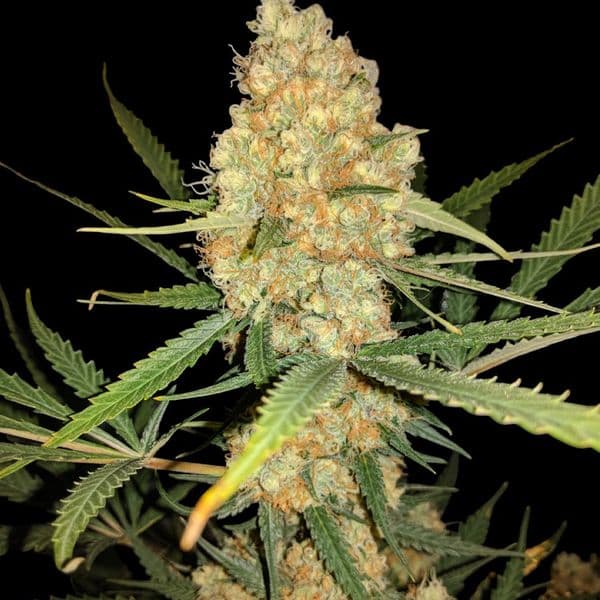 Med. Cannabis