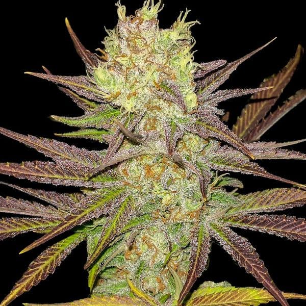 Med. Cannabis