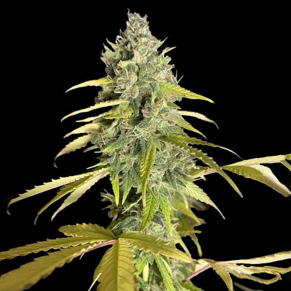 Med. Cannabis