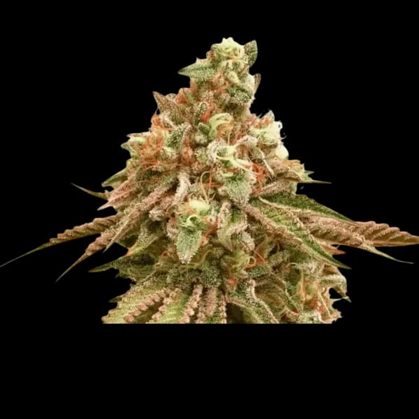 Med. Cannabis