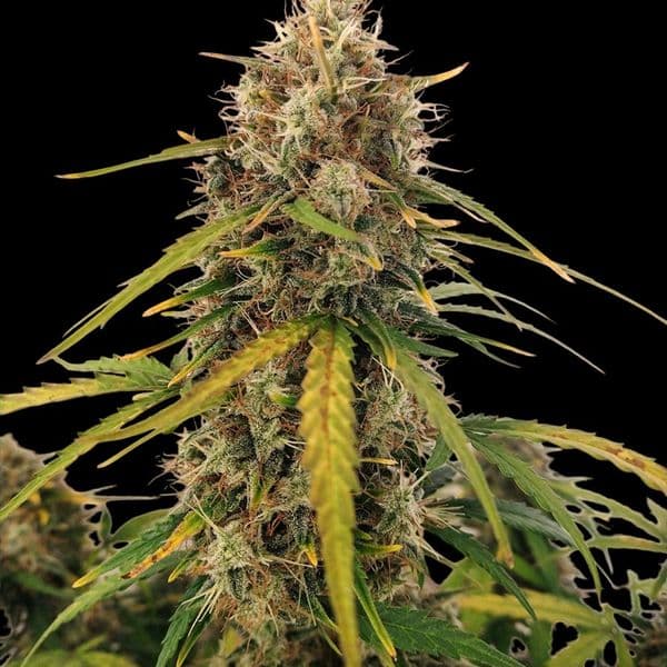 Med. Cannabis