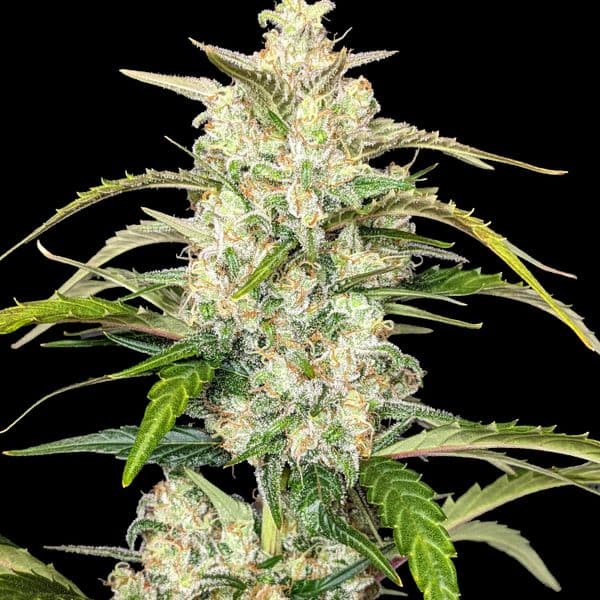 Cannabis der Sorte Auto Zkittelz XL