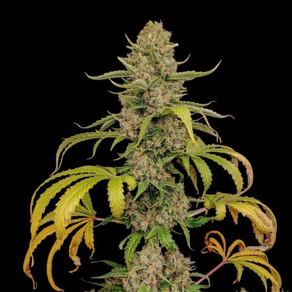 Med. Cannabis