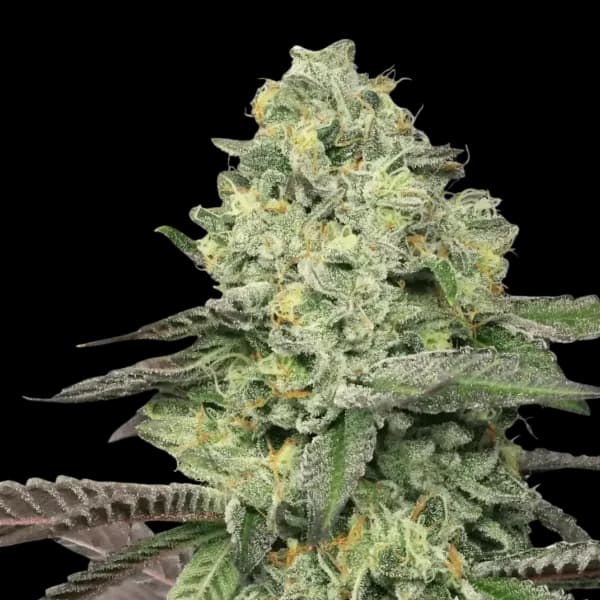 Med. Cannabis