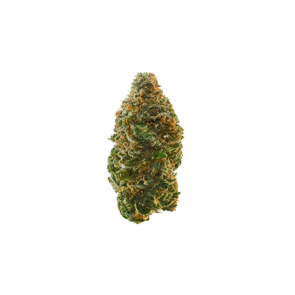 Cannabis der Sorte Triangle Octane