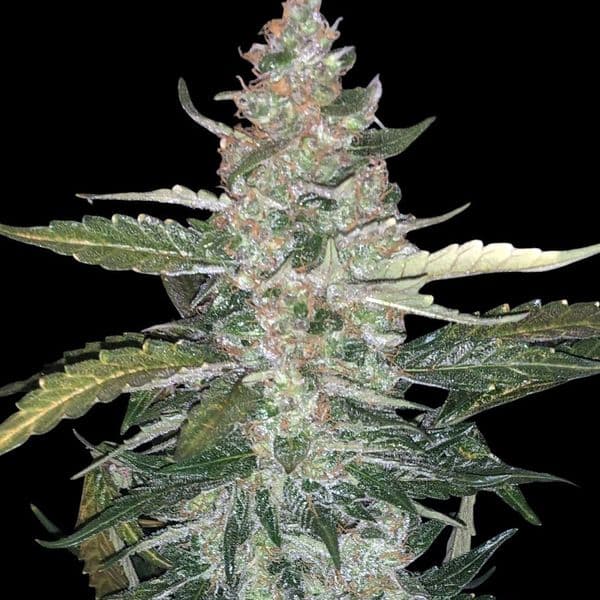 Cannabis der Sorte Auto Thin Mint