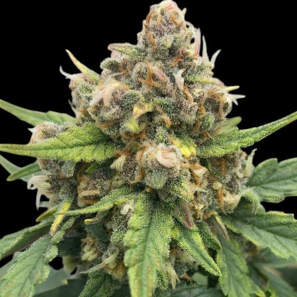 Med. Cannabis