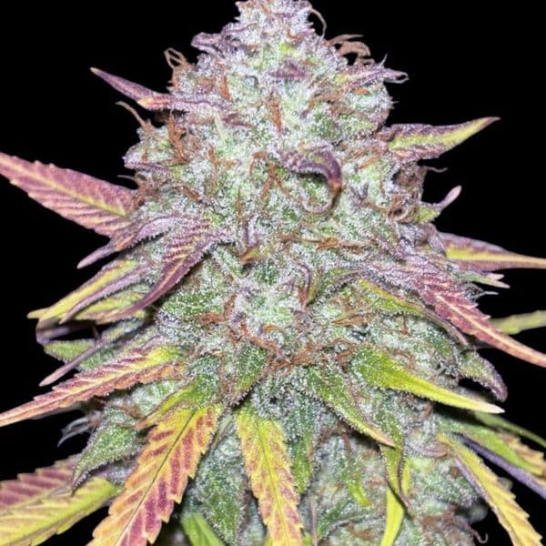 Med. Cannabis