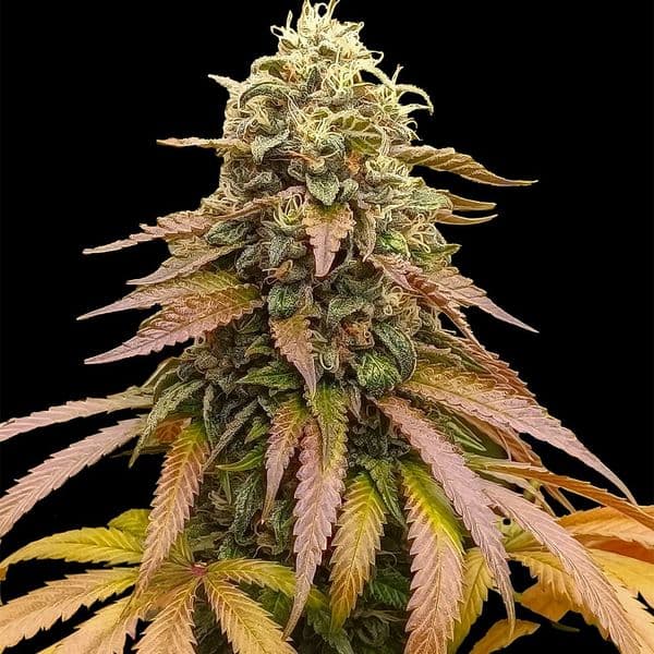 Med. Cannabis