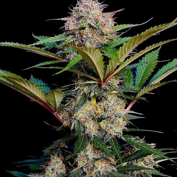 Med. Cannabis