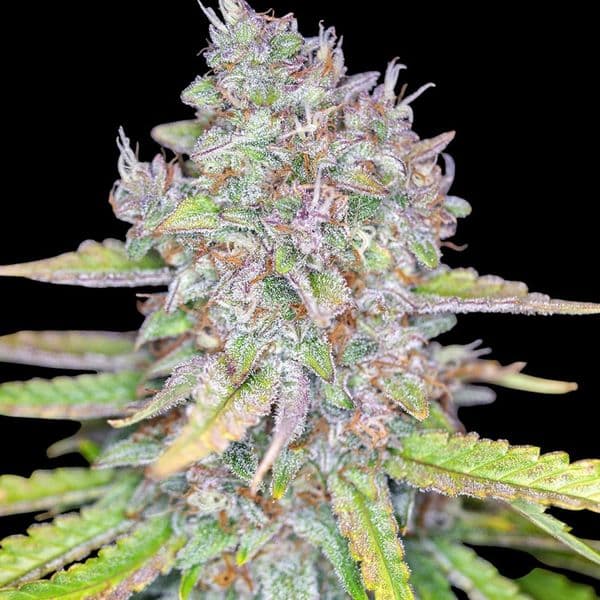 Med. Cannabis