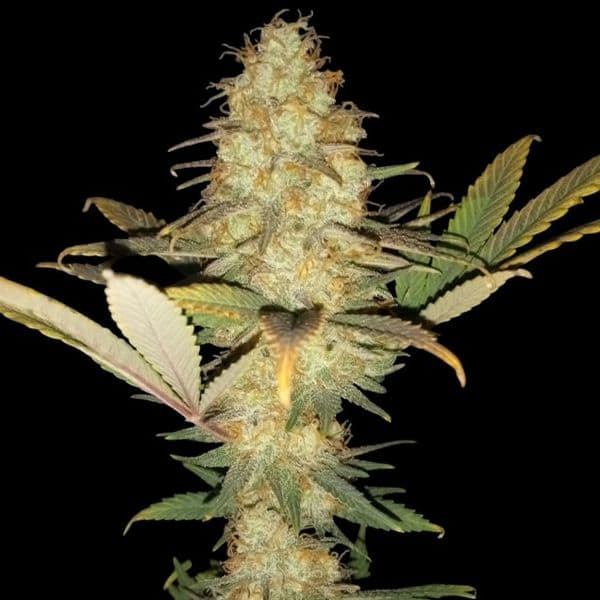 Med. Cannabis