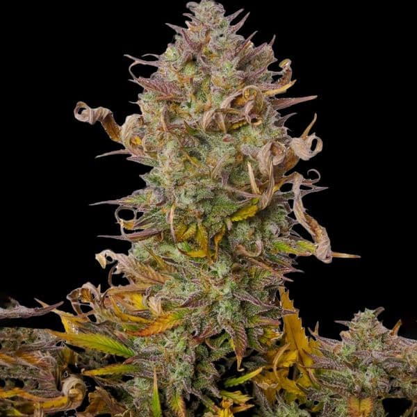 Med. Cannabis