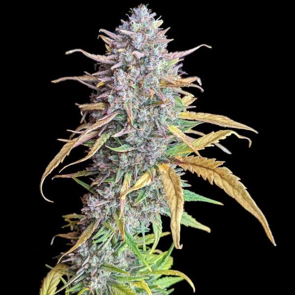Med. Cannabis