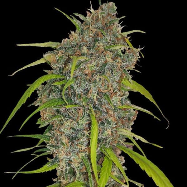 Med. Cannabis