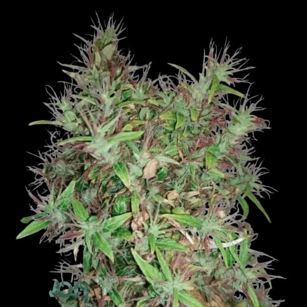 Med. Cannabis