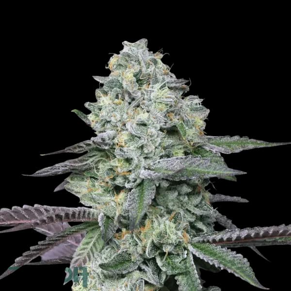 Med. Cannabis