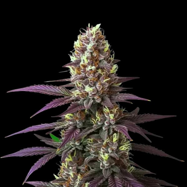 Med. Cannabis