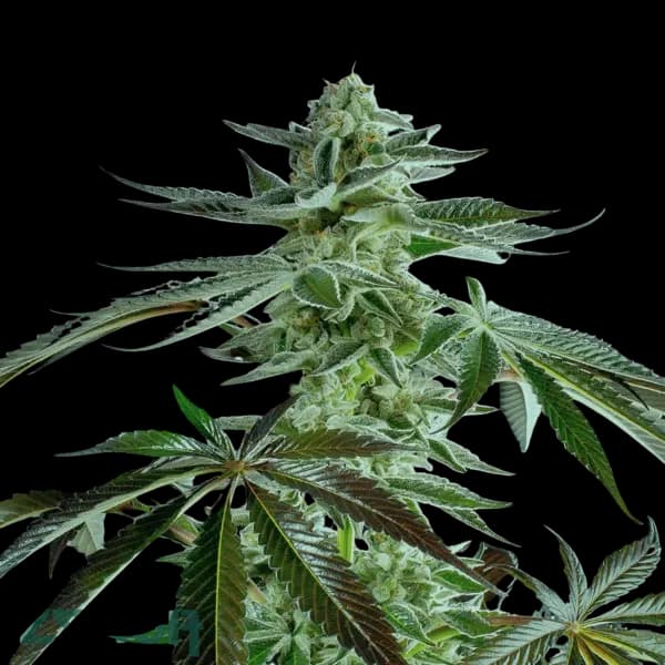 Med. Cannabis