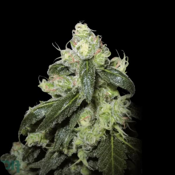 Med. Cannabis