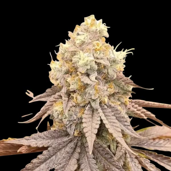 Med. Cannabis