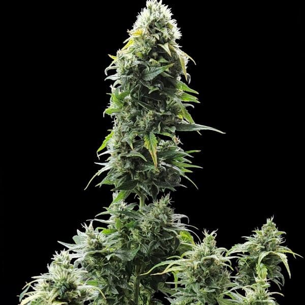 Med. Cannabis