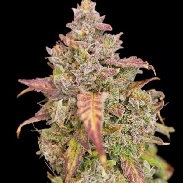 Med. Cannabis
