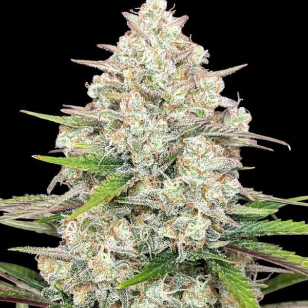 Med. Cannabis