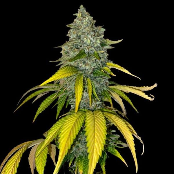 Med. Cannabis