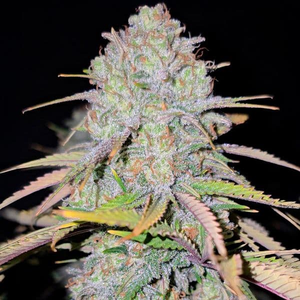Med. Cannabis