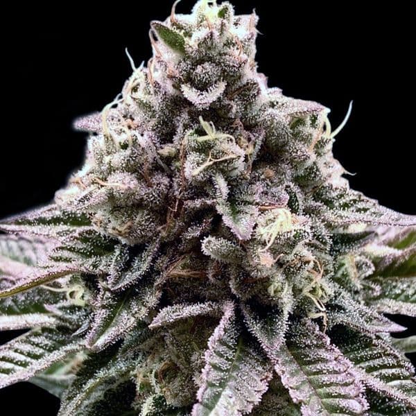 Med. Cannabis