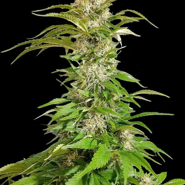 Med. Cannabis