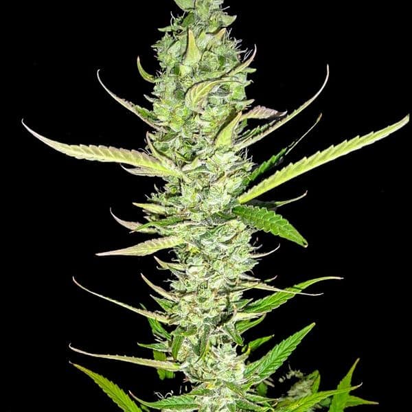Med. Cannabis