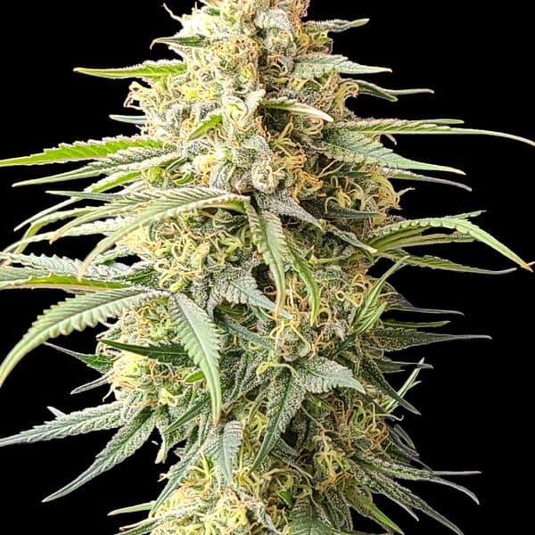Med. Cannabis